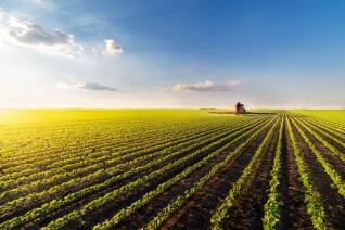 Text About Royal Agro